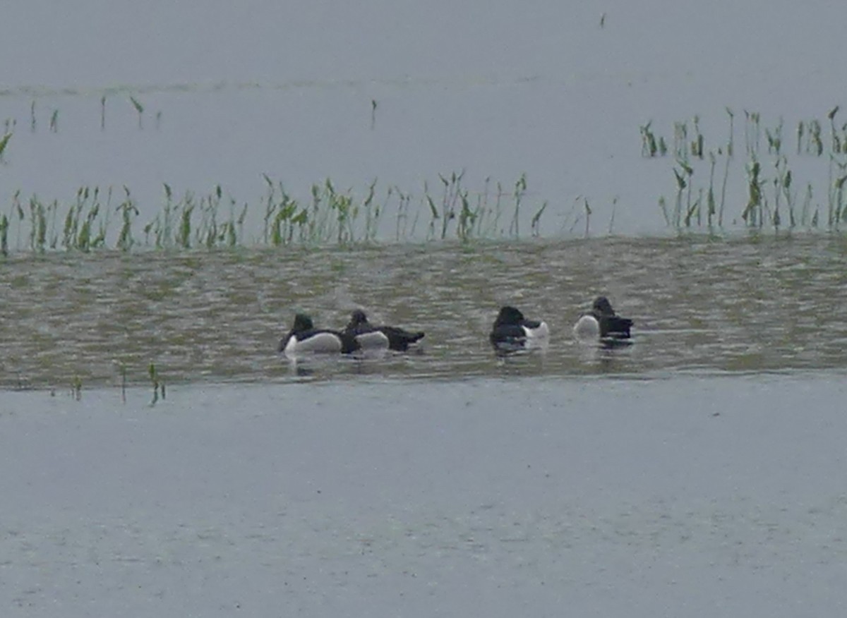 Ring-necked Duck - ML619301283