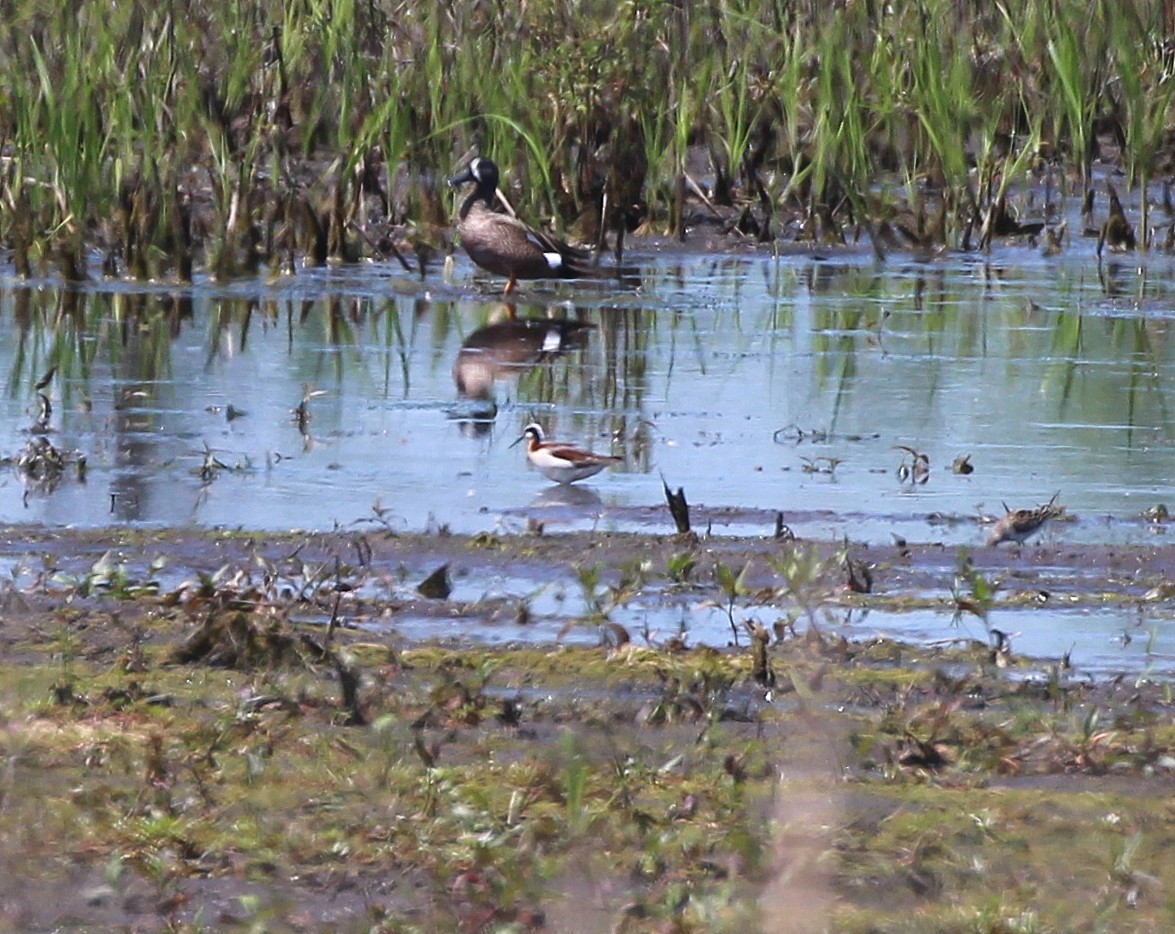 Wilson's Phalarope - Becky Harbison