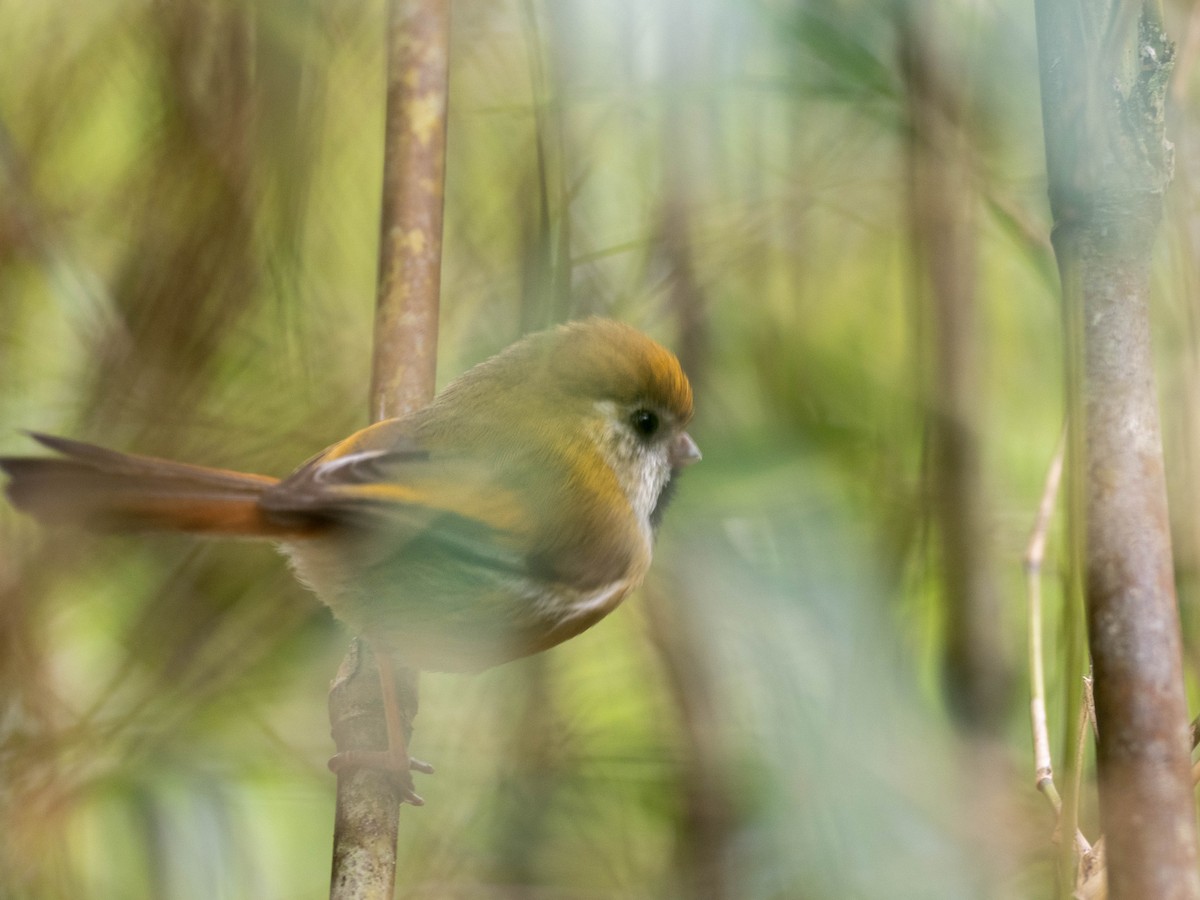 Golden Parrotbill - ML619301290