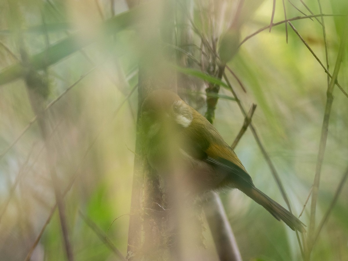 Golden Parrotbill - ML619301299