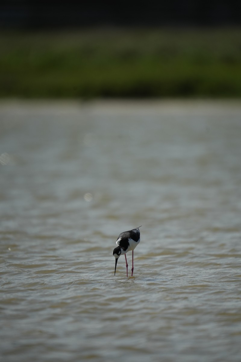 Black-necked Stilt - ML619301302