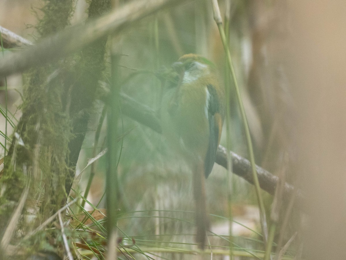 Golden Parrotbill - ML619301324