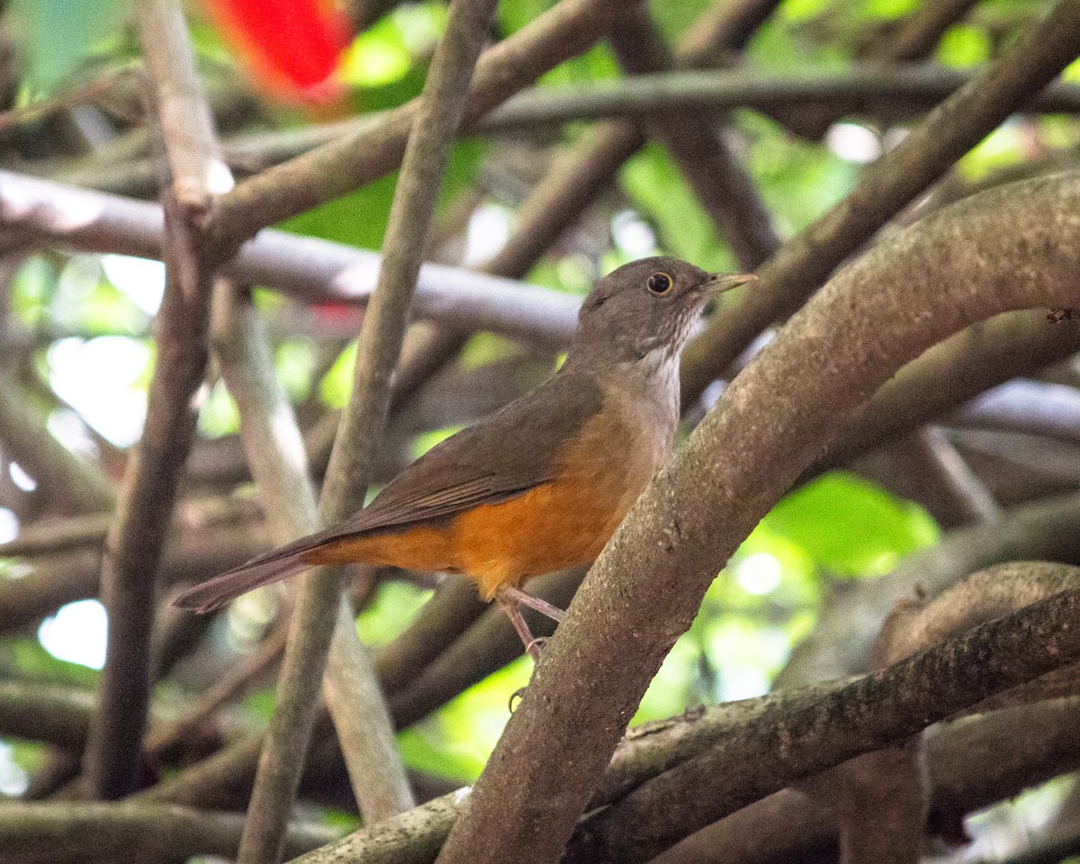 Rufous-bellied Thrush - Felipe Gulin