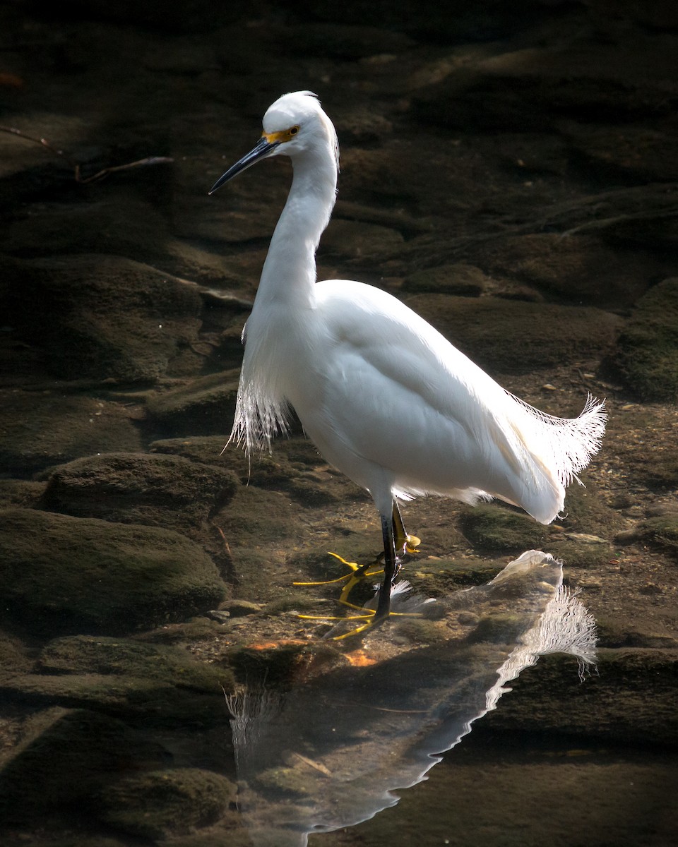 Snowy Egret - ML619301348