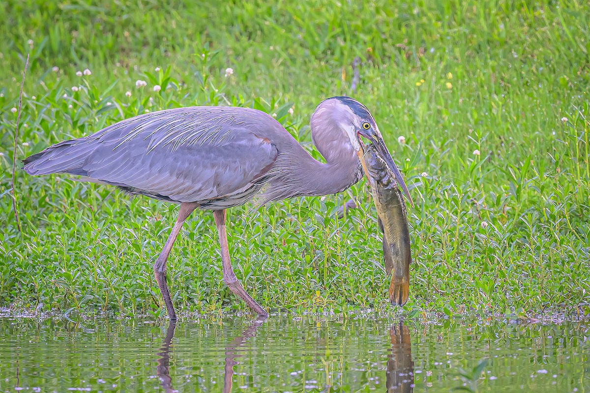 Great Blue Heron - Janet Hix