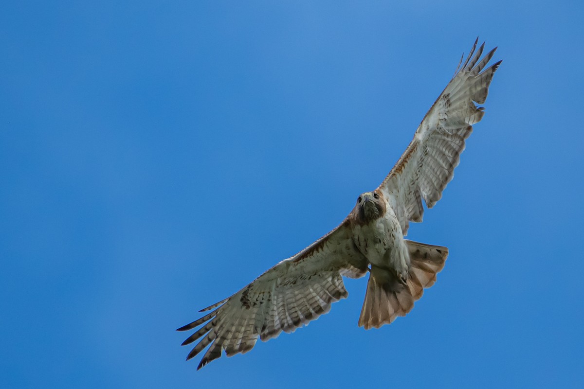 Red-tailed Hawk - Codrin Bucur