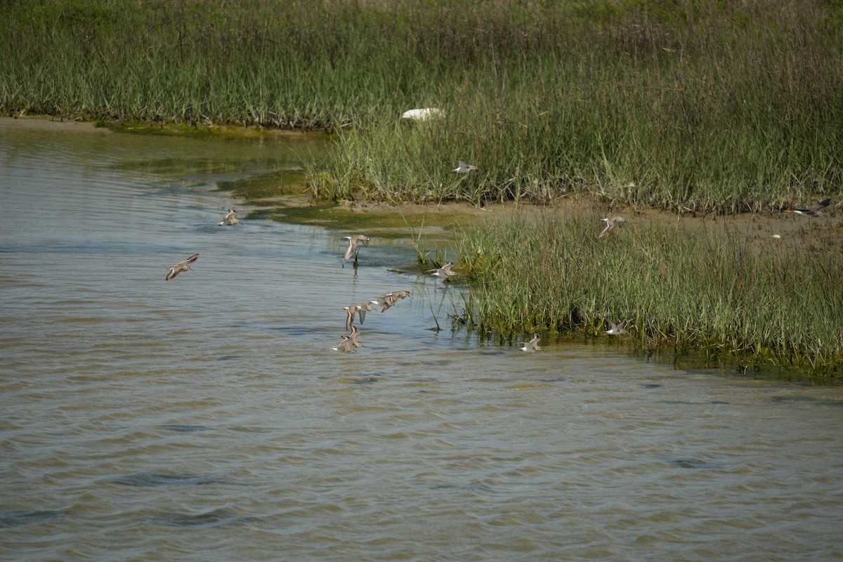 Sanderling - ML619301367