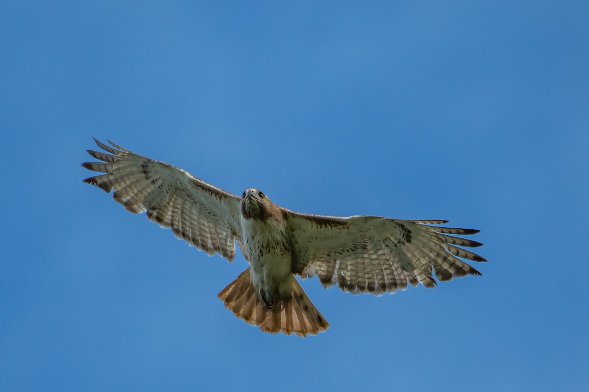 Red-tailed Hawk - Codrin Bucur