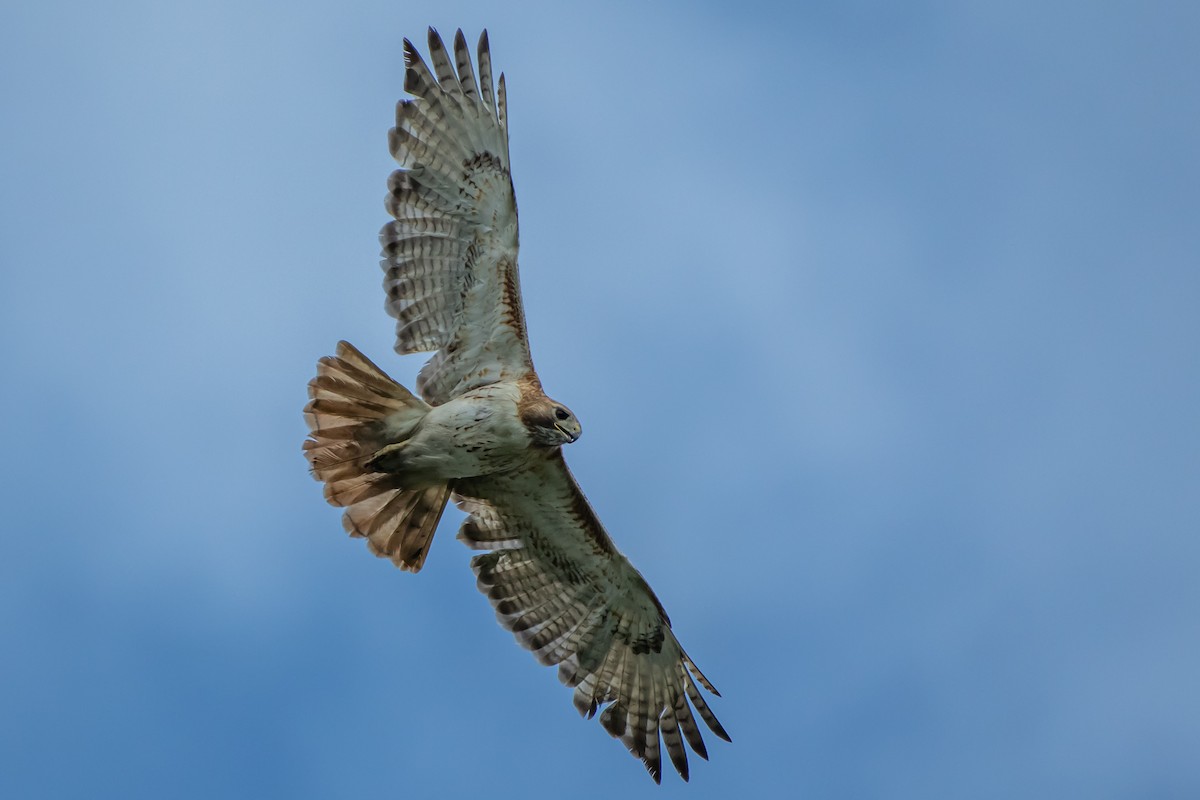 Red-tailed Hawk - Codrin Bucur