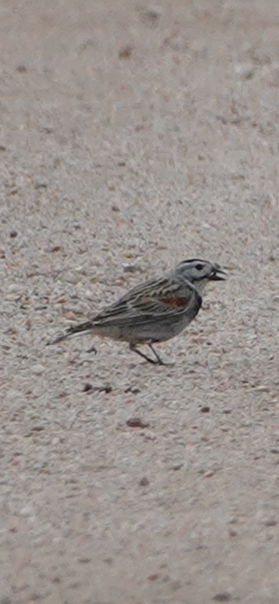 Thick-billed Longspur - Jerry Savage