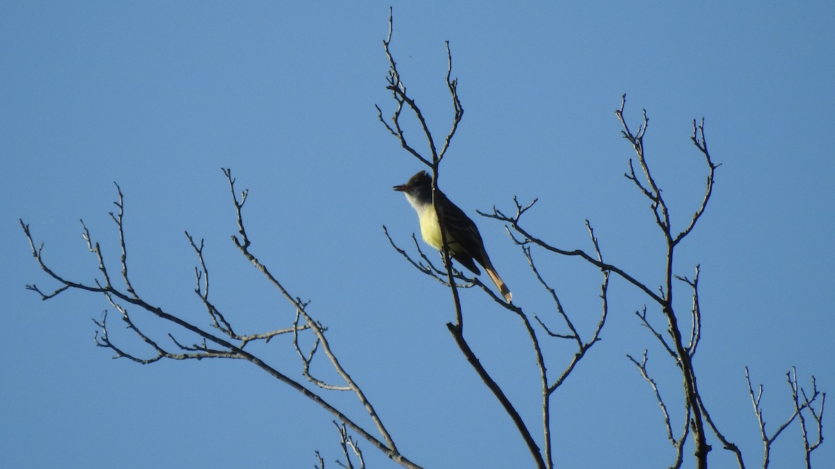 Great Crested Flycatcher - ML619301379