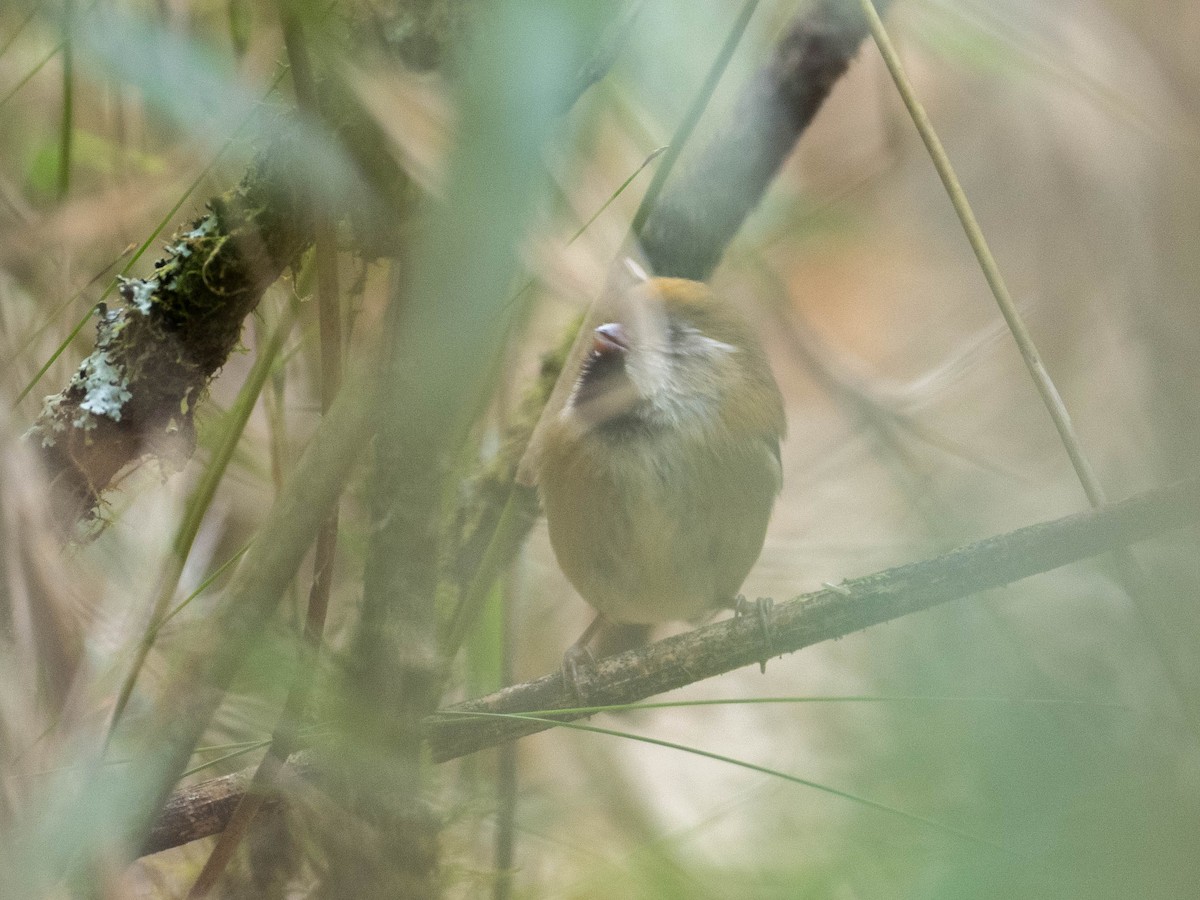 Golden Parrotbill - ML619301391