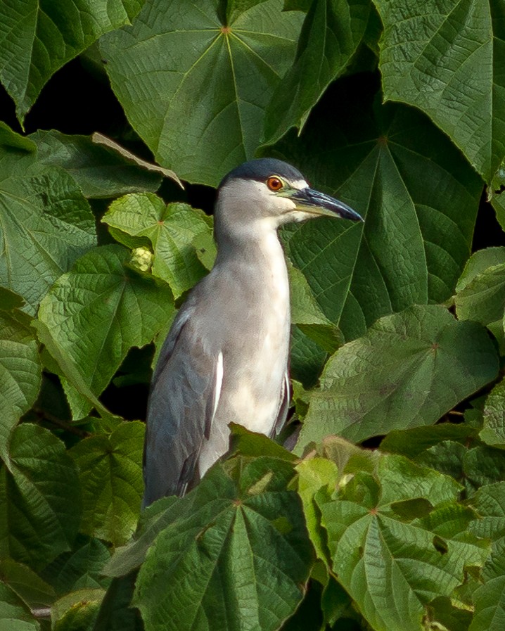 Black-crowned Night Heron - Felipe Gulin