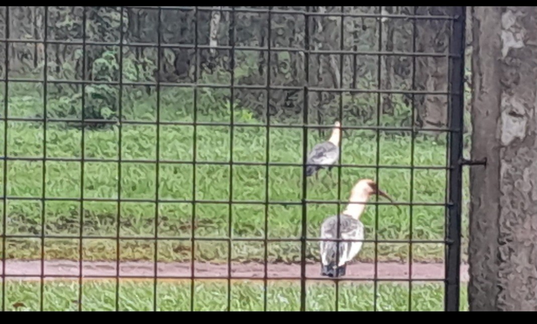 Buff-necked Ibis - Angélica Blanco