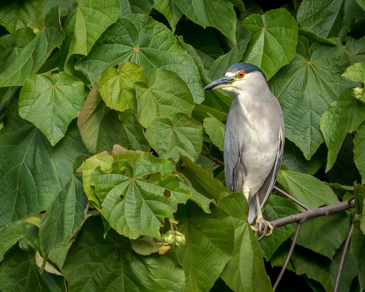 Black-crowned Night Heron - Felipe Gulin