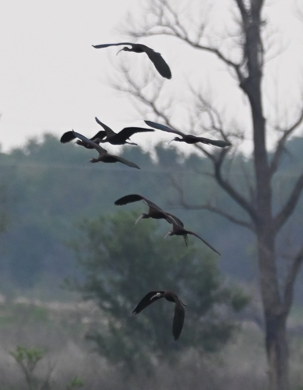 Glossy/White-faced Ibis - ML619301457