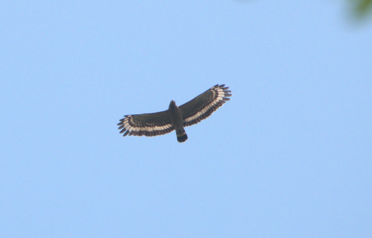 Crested Serpent-Eagle - ML619301469