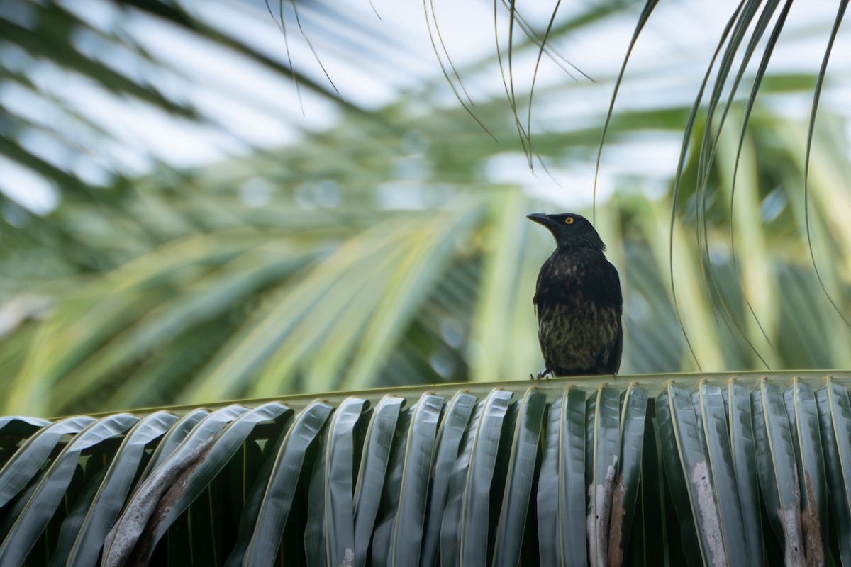 Micronesian Starling - Kini Roesler