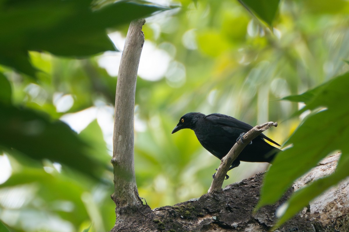 Micronesian Starling - ML619301475