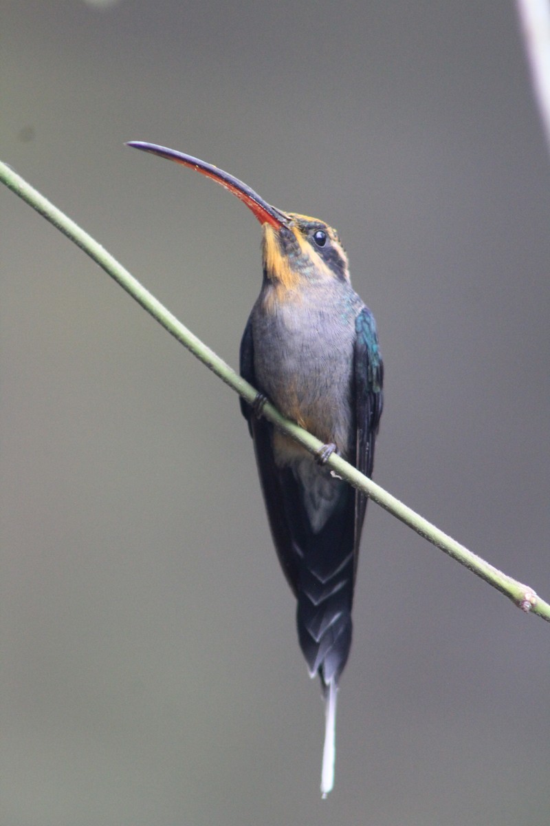 Green Hermit - Moisés Mora Elizondo