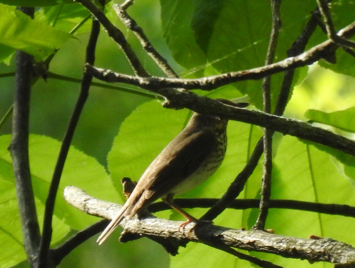 Swainson's Thrush - Steve Aram