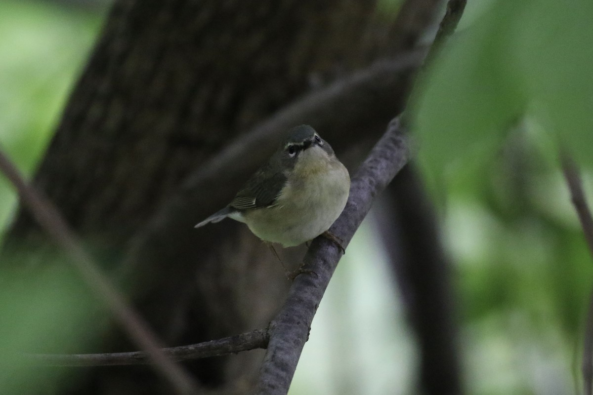 Black-throated Blue Warbler - ML619301498