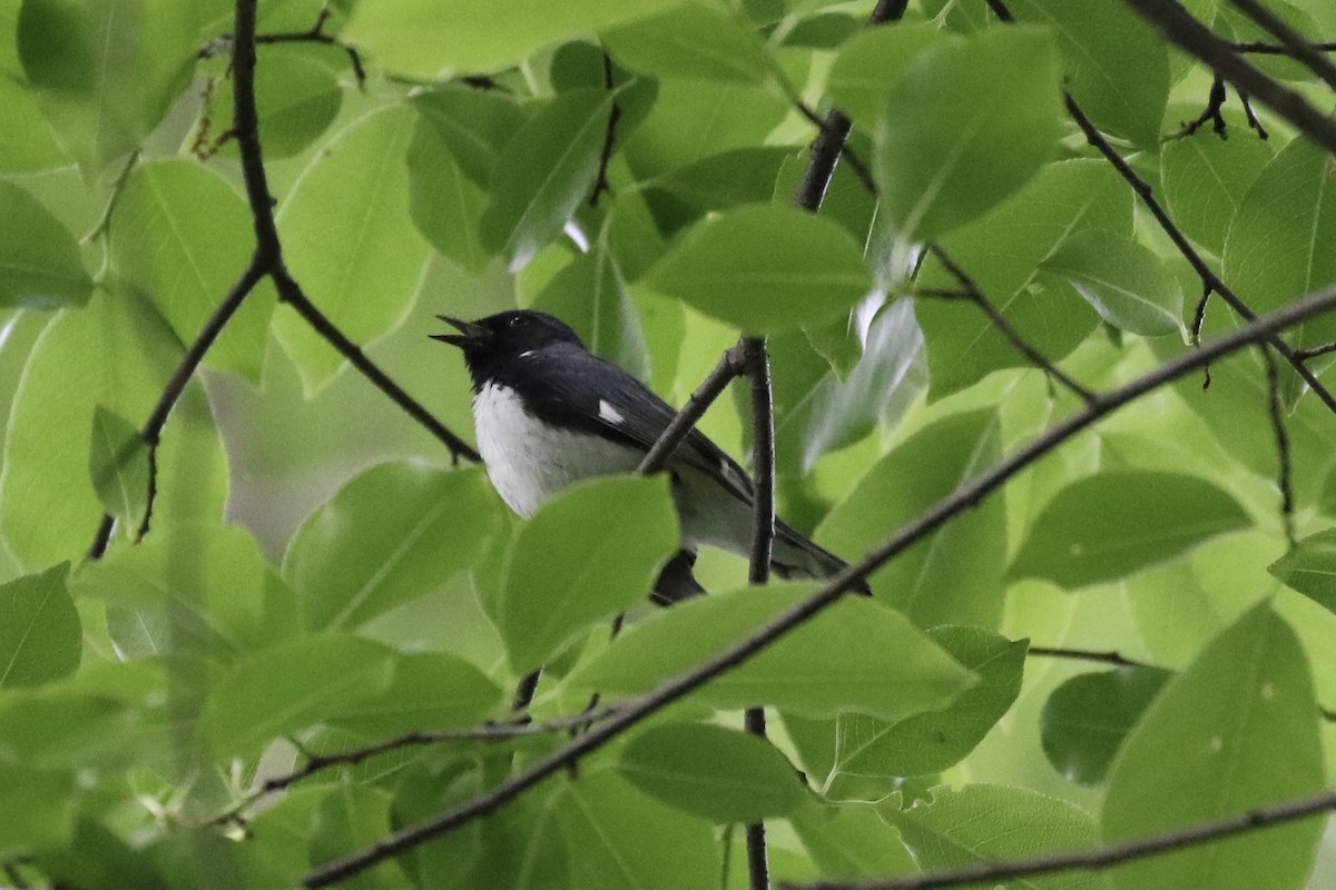 Black-throated Blue Warbler - ML619301499