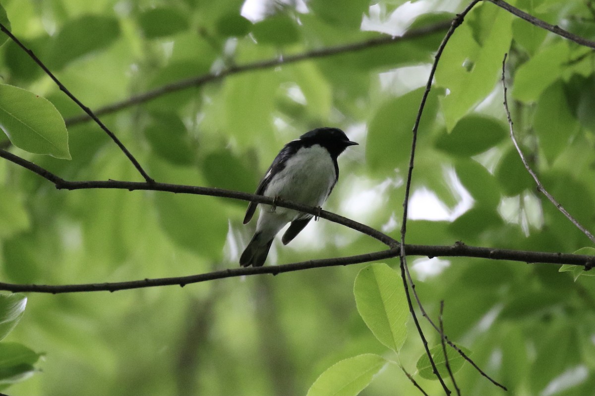 Black-throated Blue Warbler - ML619301502