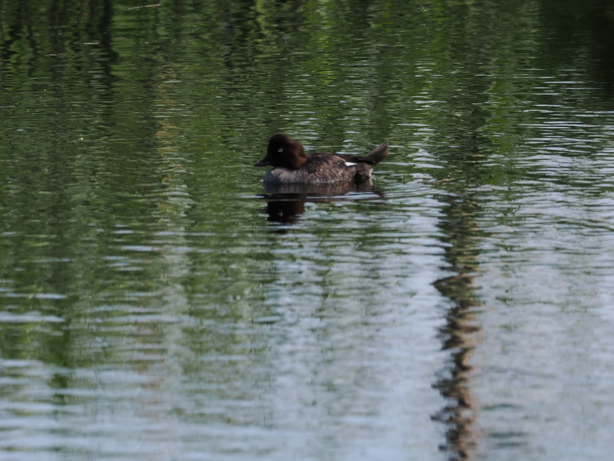 Common Goldeneye - ML619301503