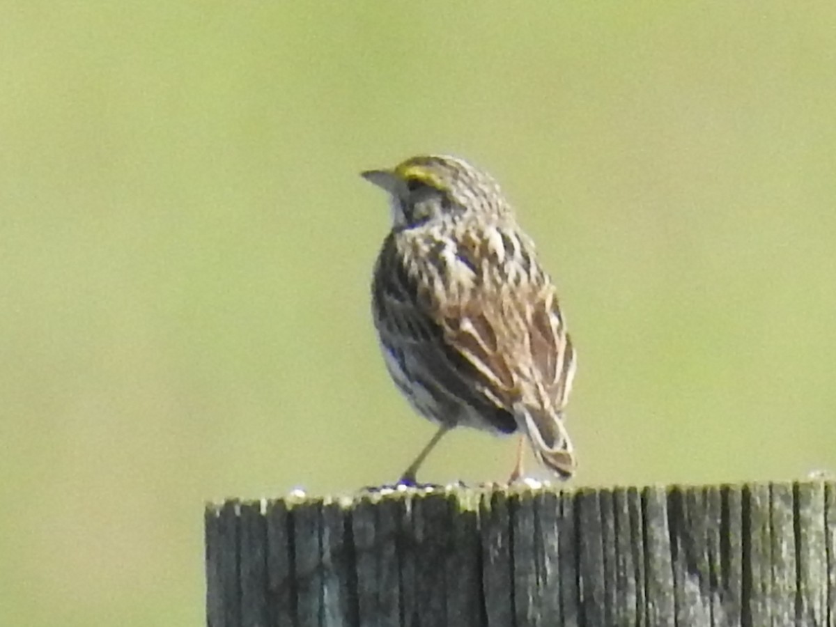 Savannah Sparrow - Steve Aram