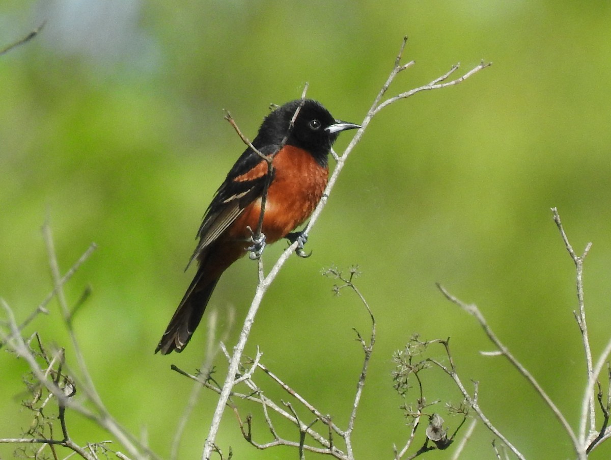 Orchard Oriole - Steve Aram