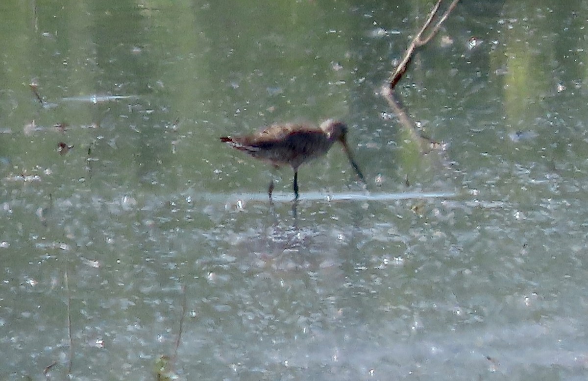 Hudsonian Godwit - ML619301527