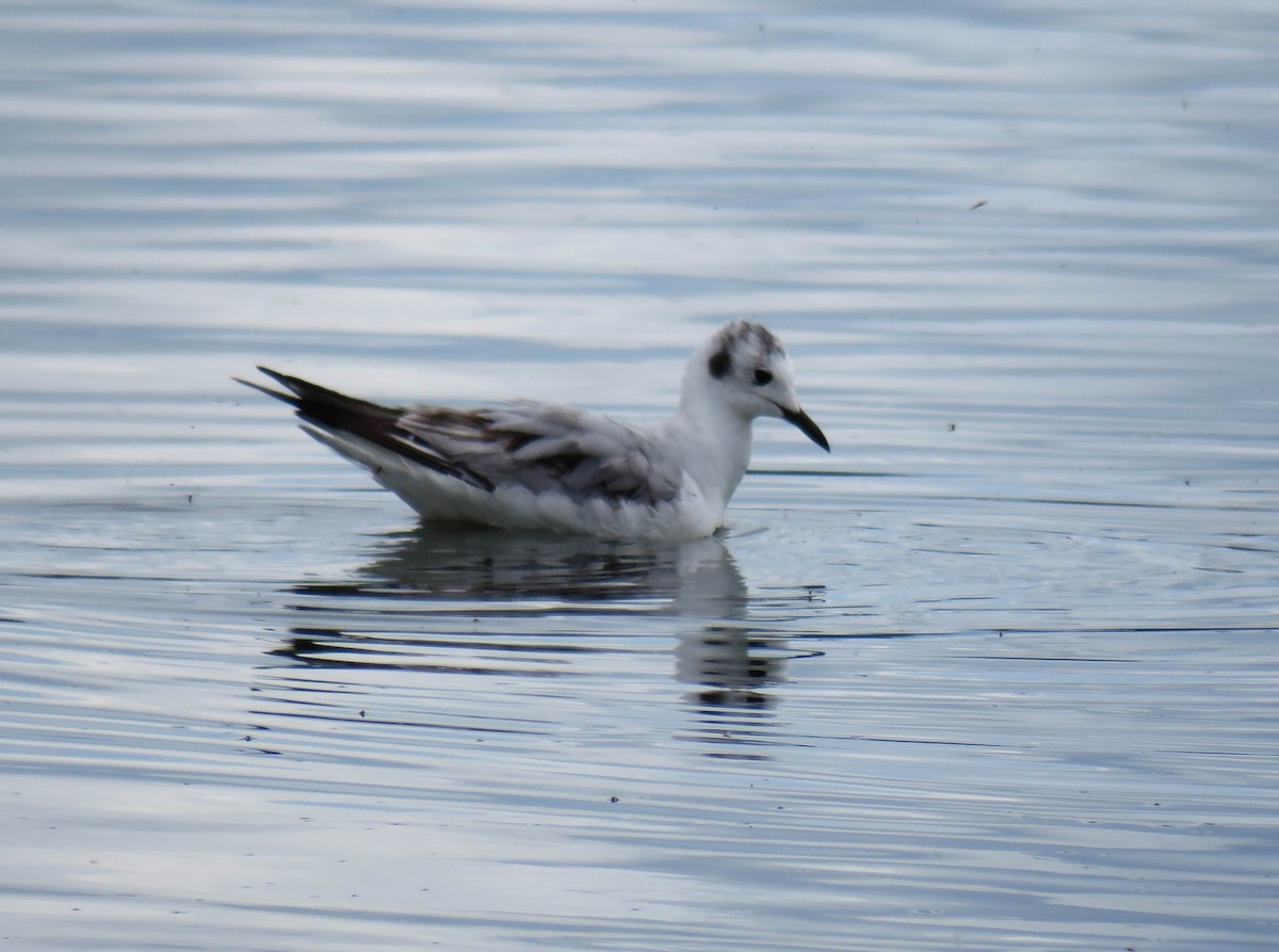 Bonaparte's Gull - Hendrik Herlyn