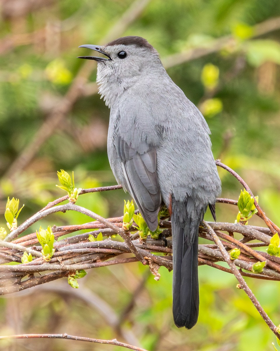 Gray Catbird - Edward  Muennich