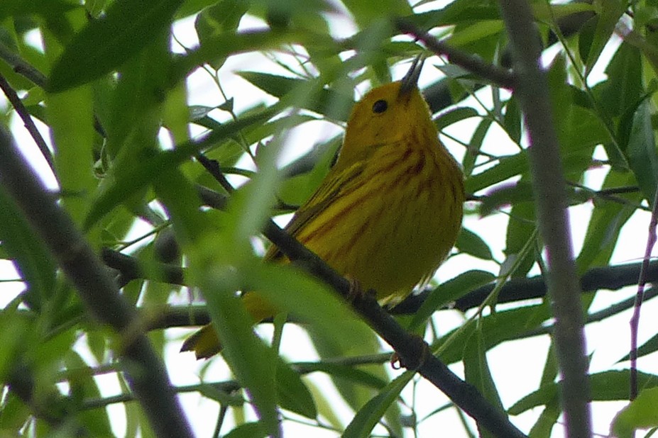 Yellow Warbler - Ken Januski