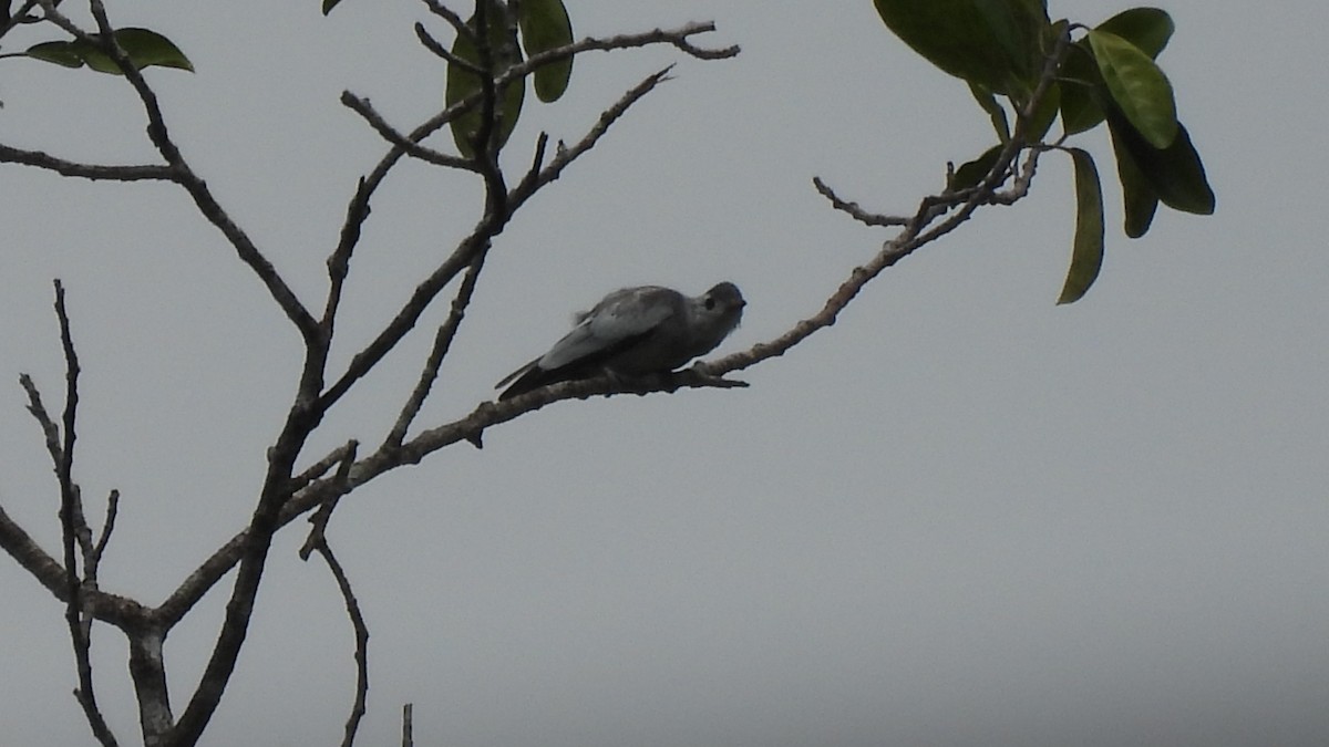 Yellow-billed Cotinga - Karen Evans