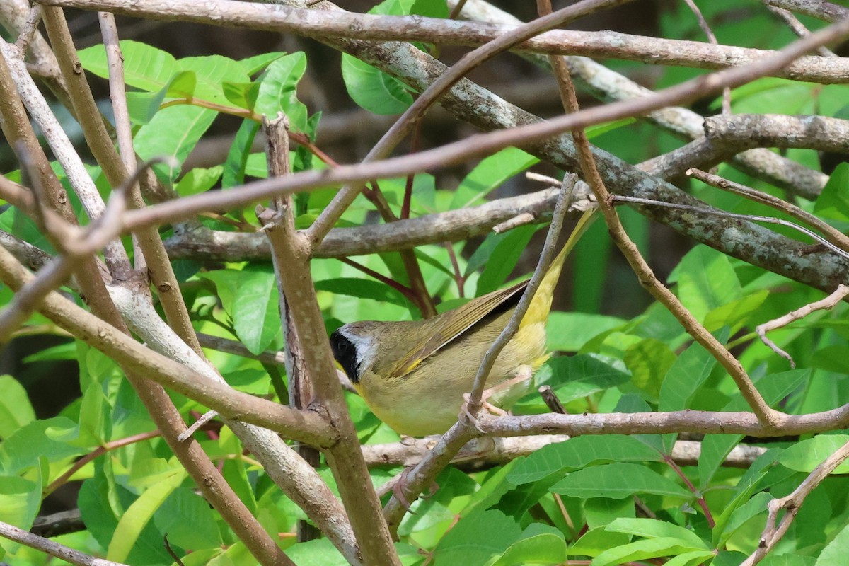 Paruline masquée - ML619301577