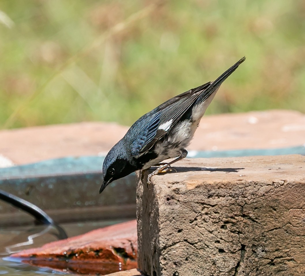 Black-throated Blue Warbler - ML619301599