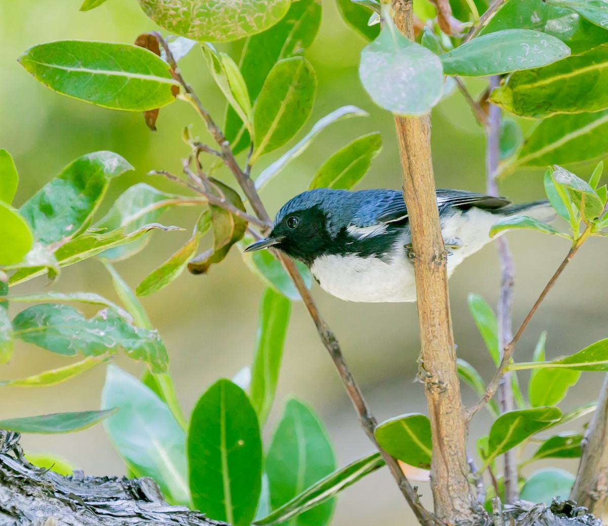 Black-throated Blue Warbler - ML619301603