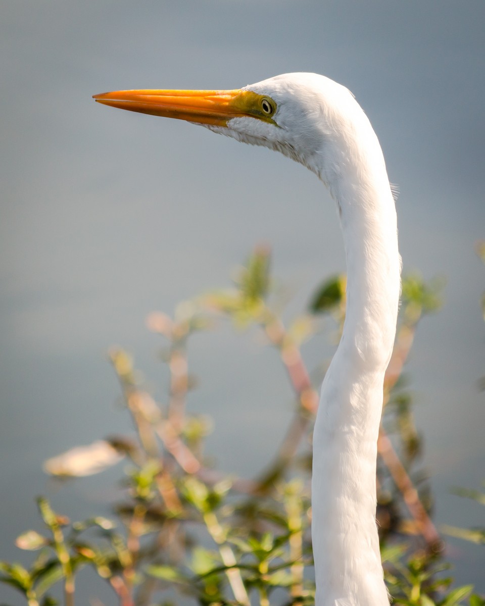 Great Egret - Felipe Gulin