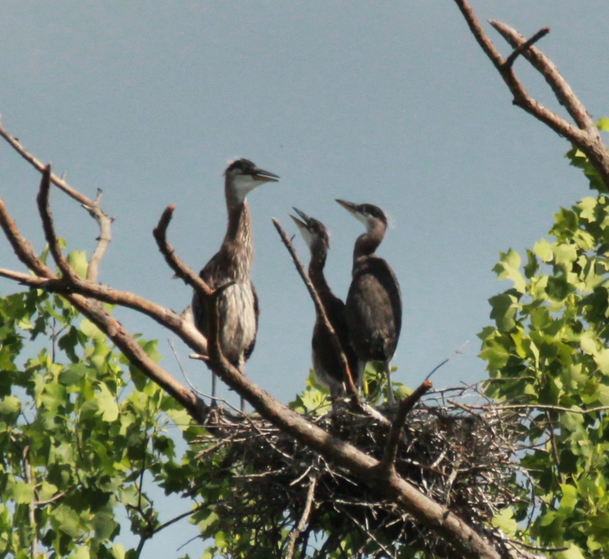 Great Blue Heron - ML619301633