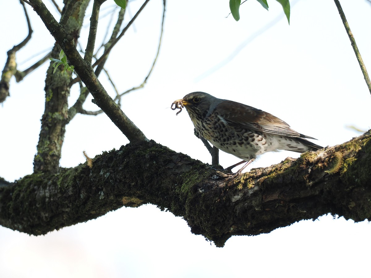 Fieldfare - ting zou