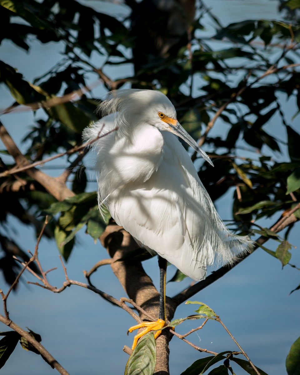 Snowy Egret - ML619301640