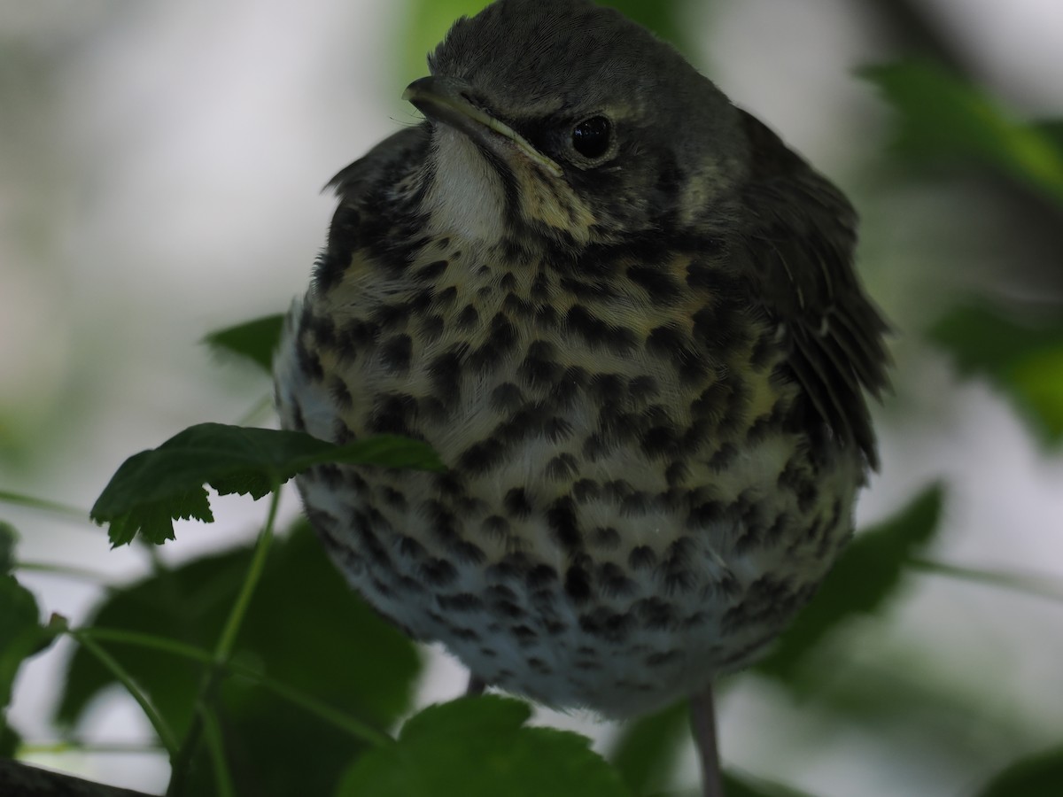 Fieldfare - ting zou