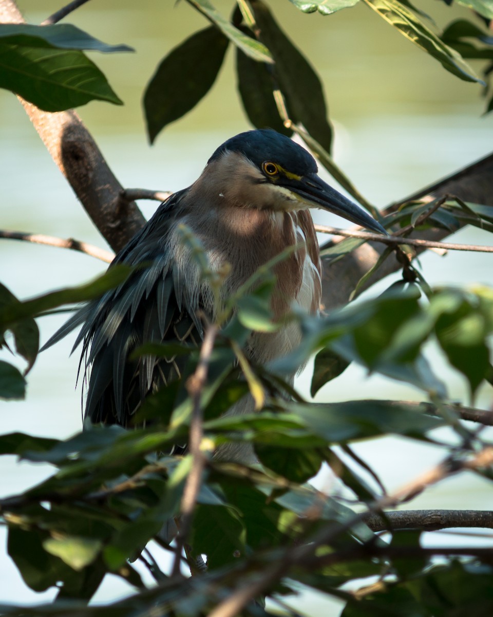 Black-crowned Night Heron - Felipe Gulin