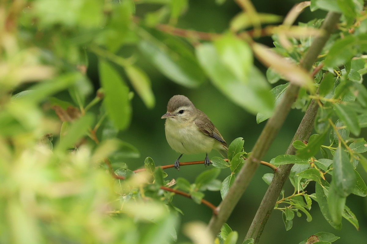 Warbling Vireo - Jeerapa Sookgaew