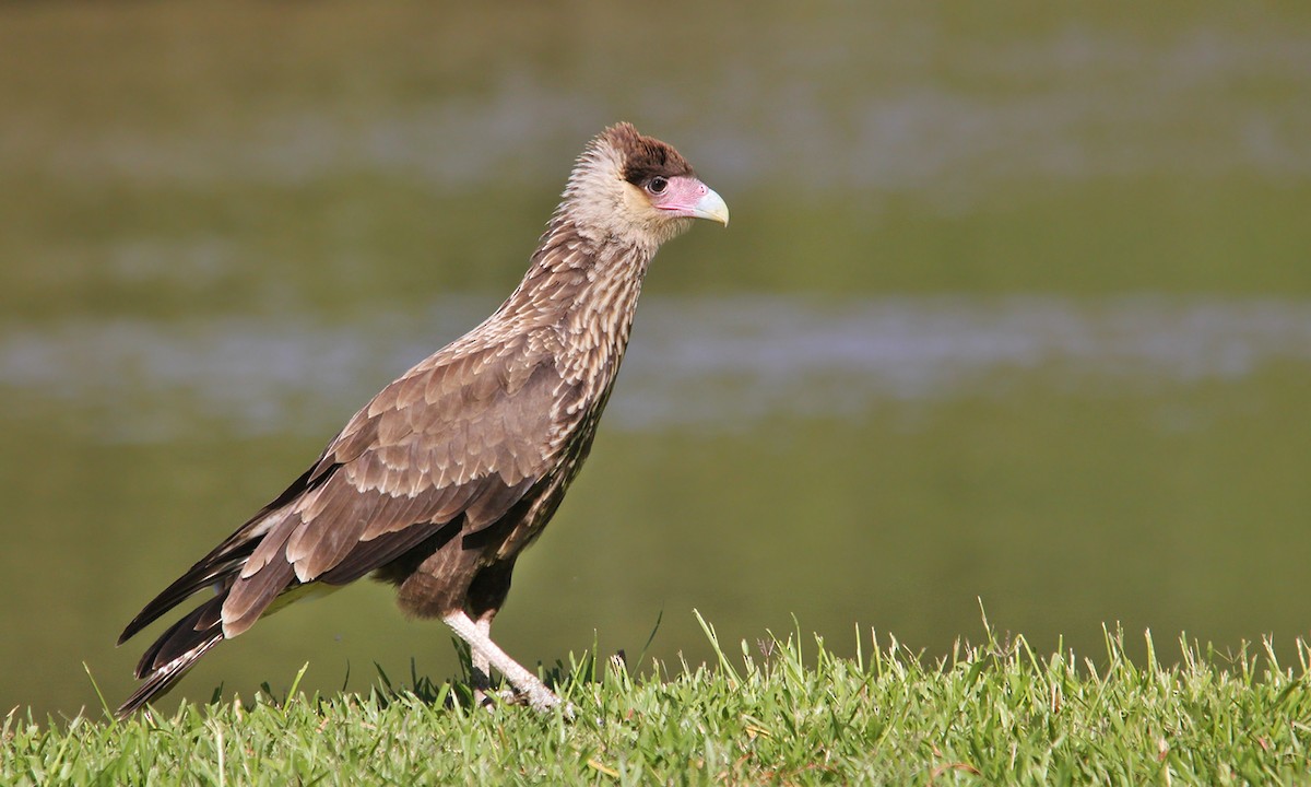 Crested Caracara - Adrián Braidotti