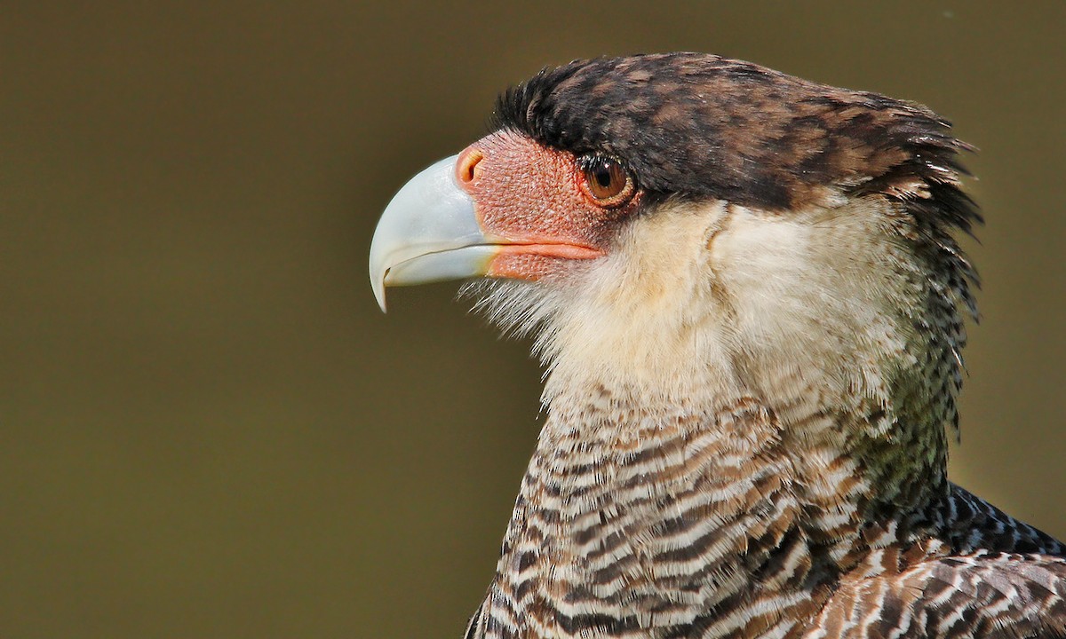 Crested Caracara - Adrián Braidotti