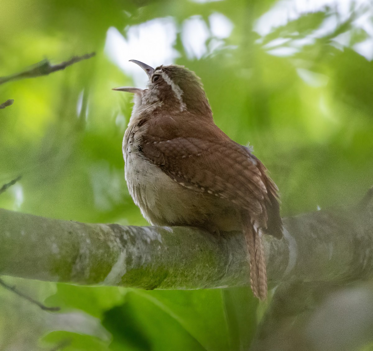 Carolina Wren - Paul  Bueren