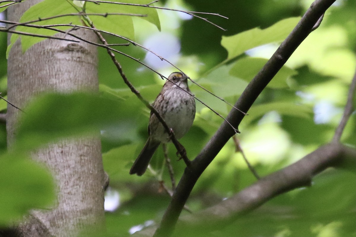 White-throated Sparrow - Pranav Kumar
